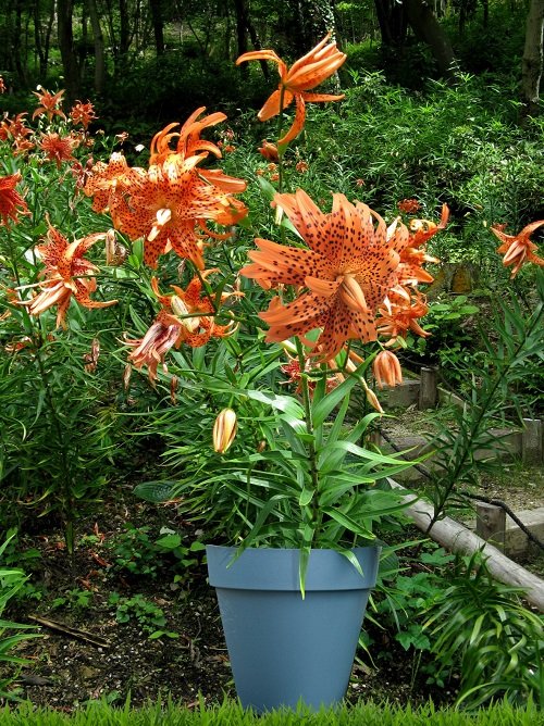 26 Best Lilies for Pots and Containers 3