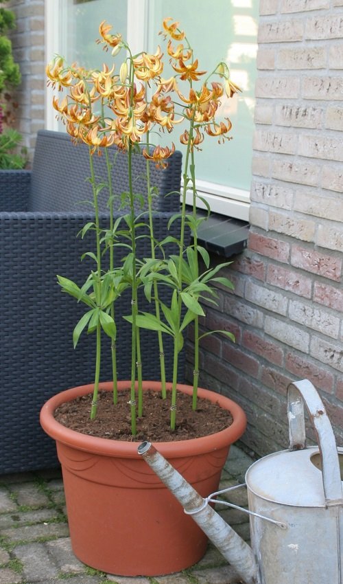 best lilies for pots and containers 11