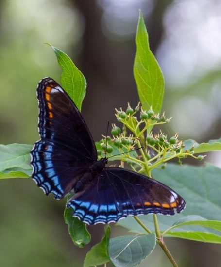 35 Most Beautiful Black And Blue Butterflies 