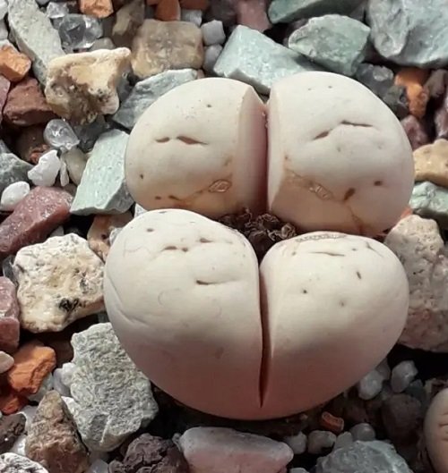 Plants That Look Like Human Body Parts 11