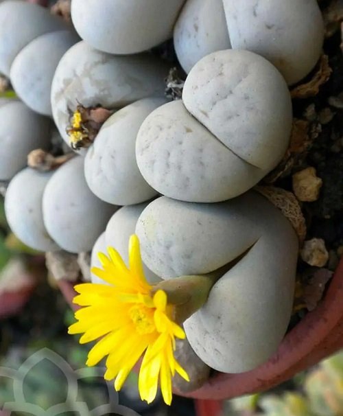 5 Quirky Plants That Look Like Buttocks 2