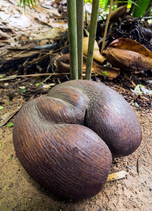Plants That Look Like Buttocks 3