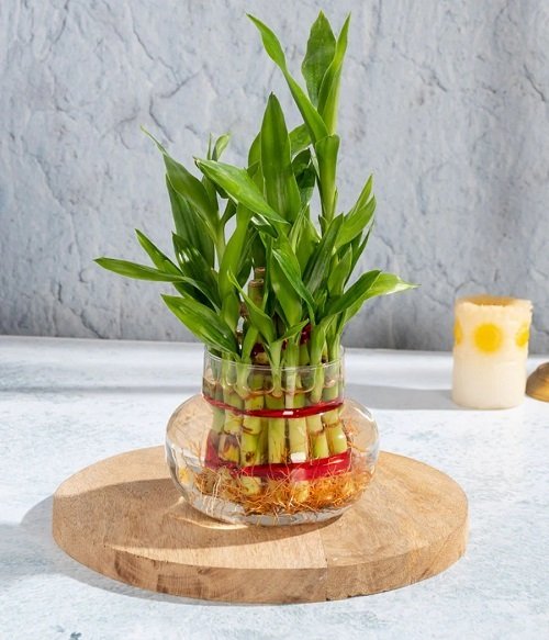 Glass Container Plants You Can Grow Indoors 