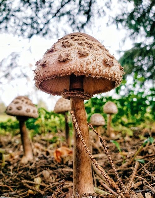 Edible Long Stemmed Mushrooms 3