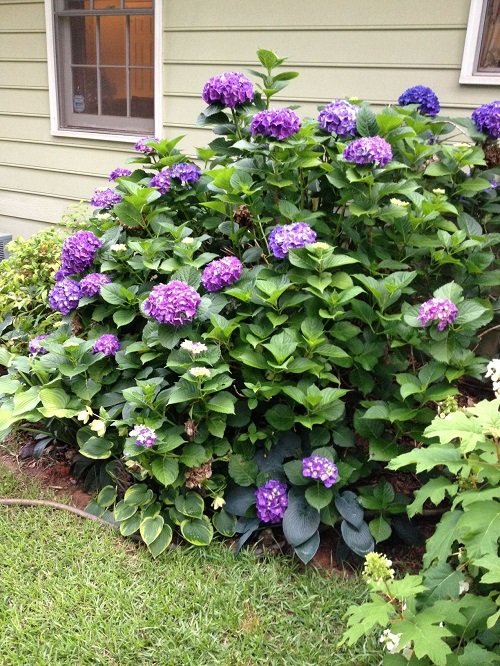 Purple Hydrangea Varieties 11