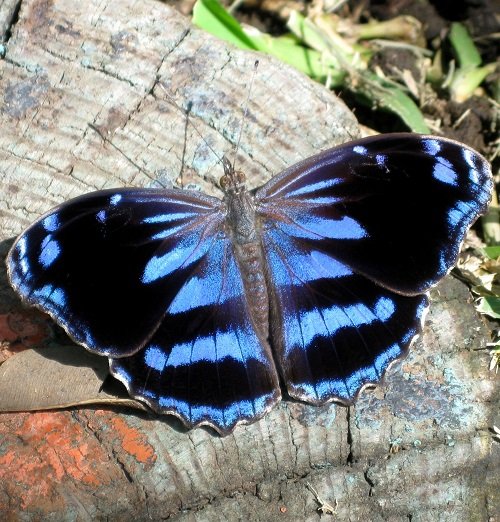 Black and Blue Butterflies 25