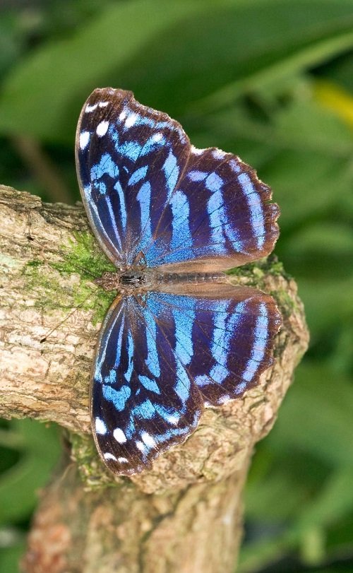 Black and Blue Butterflies 21