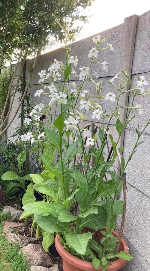 White Fragrant Flowers 27