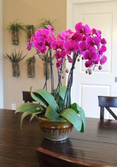 How to Get Orchids to Re-Bloom Faster and Better (5 Best Tricks ...