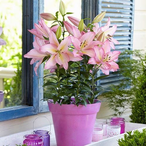 Plants that are Called Lilies 15