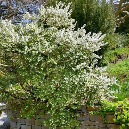 Bushes and Shrubs with Small White Fragrant Flowers 21