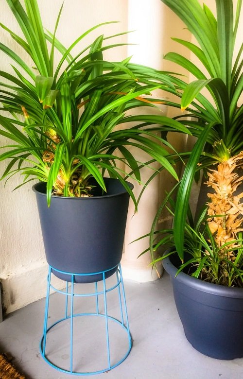 Plants that Look Like Spider Plants 4