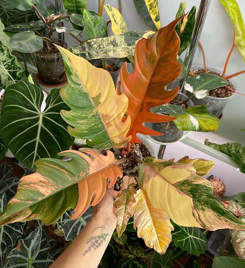 Requirements of Growing Philodendron Caramel Marble