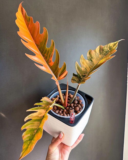 Propagating Philodendron Caramel Marble