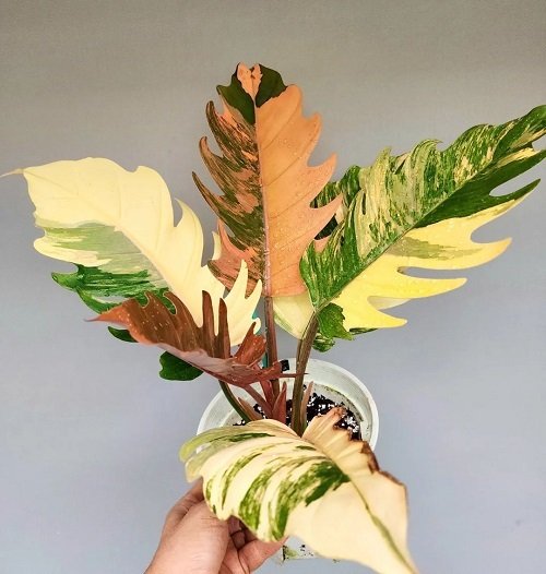 Philodendron Caramel Marble 2