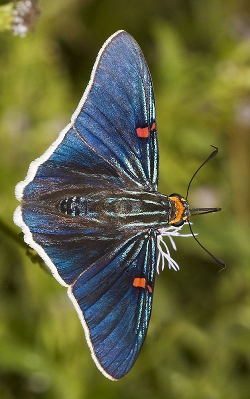 Black and Blue Butterflies 23