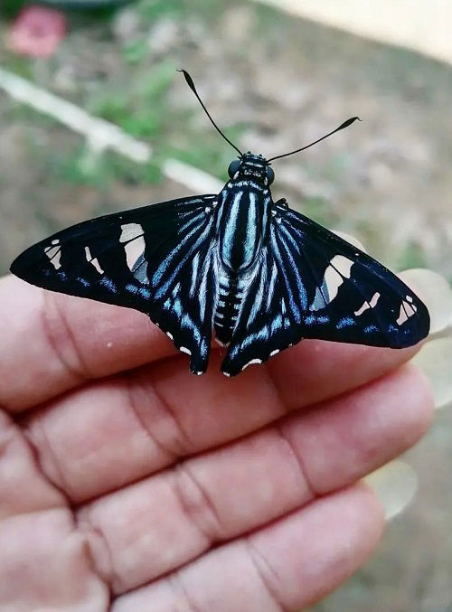 Black and Blue Butterflies in palm