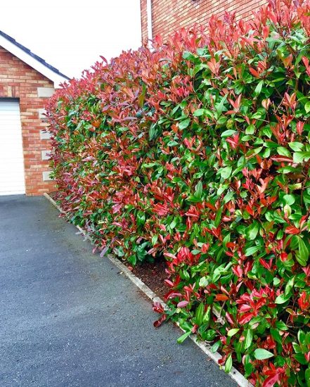 31 Best Colorful Hedge Plants | Hedges with Colored Leaves