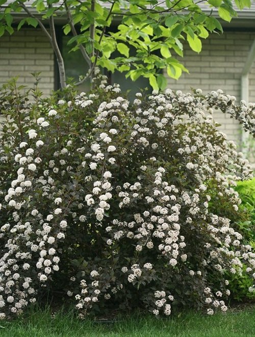 Bushes and Shrubs with Small White Fragrant Flowers 17