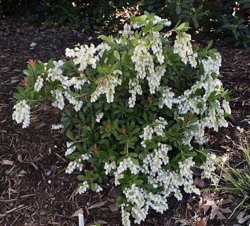 Bushes and Shrubs with Small White Fragrant Flowers 5