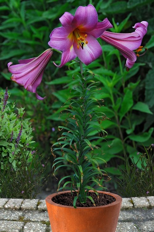best lilies for pots and containers 25