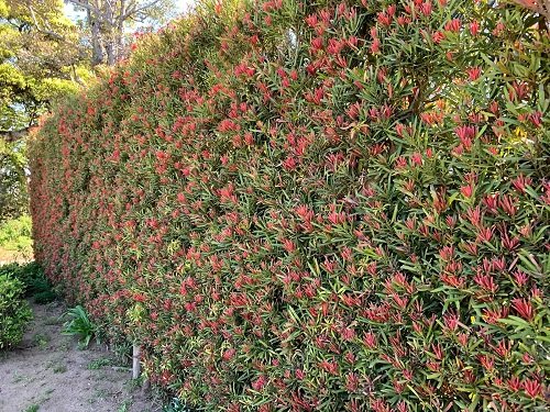 The Most Vibrant Hedge Plants