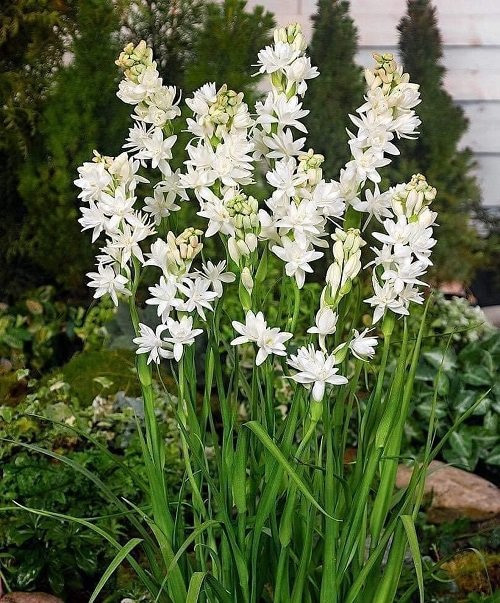 White Fragrant Flowers 19