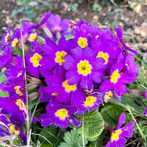 Fragrant Purple Flowers 1