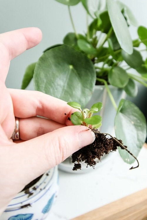 Propogate Pilea Plants 4