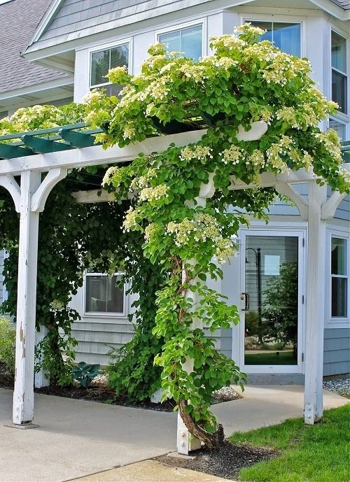 Tips to Follow When Growing Vines and Climbers 2