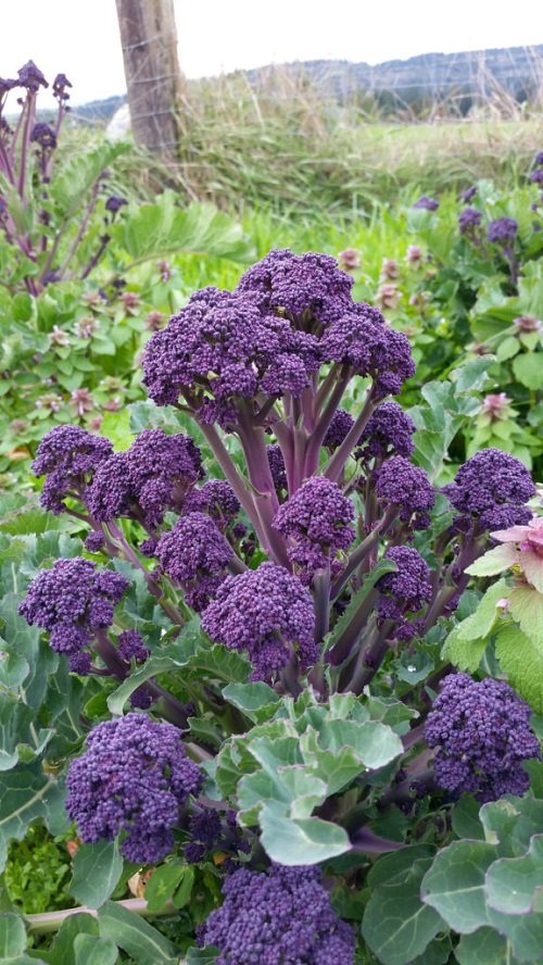 Purple Broccoli 1