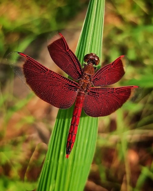 Red Dragonfly 1