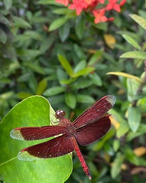 Red Dragonfly 2