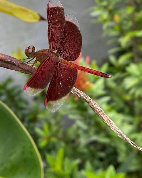 Red Dragonfly 3