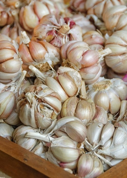 Types of Garlic 8