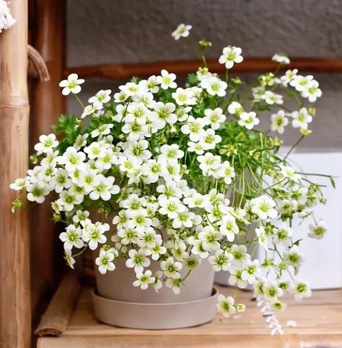 Types of White Flowers 14