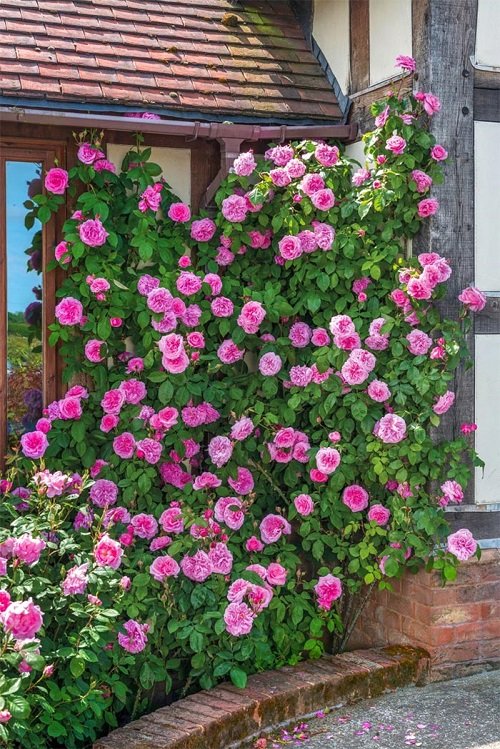 The Most Stunning Flowers to Put on Hedges 