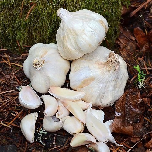 Types of Garlic 1