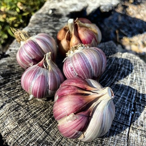 Types of Garlic 6
