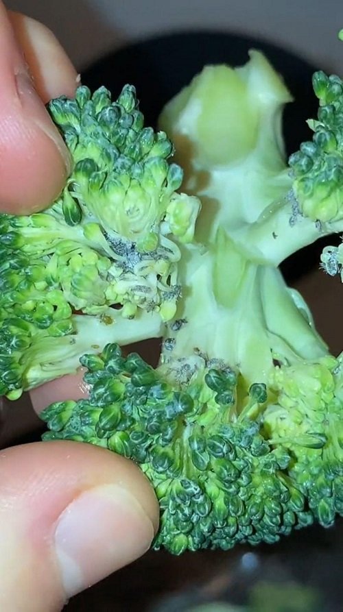 Broccoli Spider Mites 2