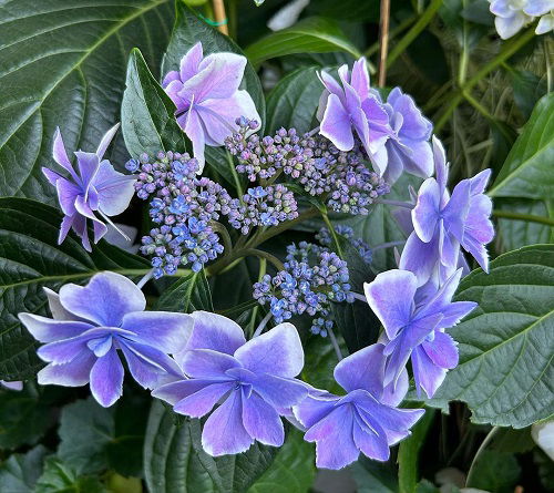 lovely Purple Hydrangea Varieties Types