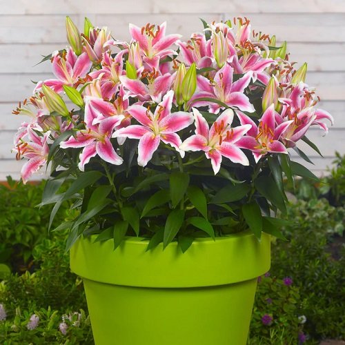best lilies for pots and containers 17
