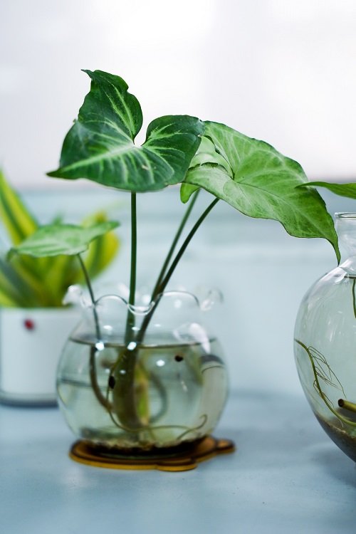 Plants to Grow in Glass Bowls 