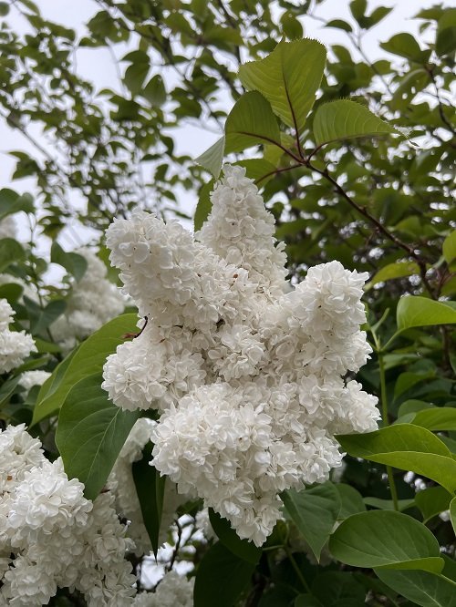 White Fragrant Flowers 17