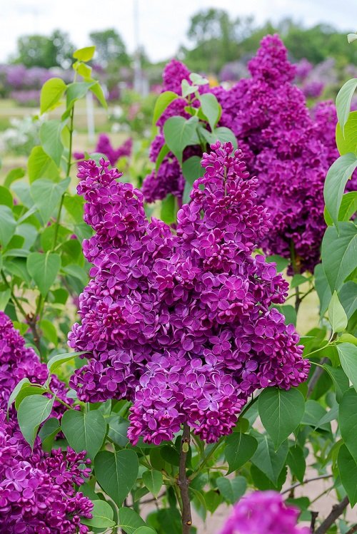 Fragrant Purple Flowers 3