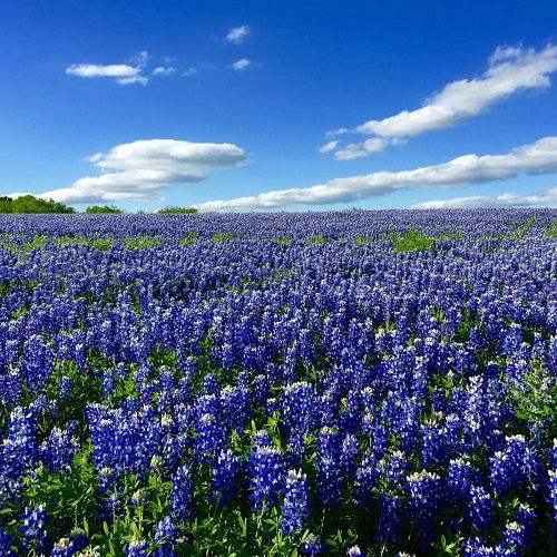 Texas State Flower and How to Grow It | Balcony Garden Web