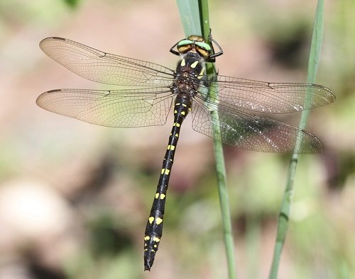 Types of Dragonfly 3