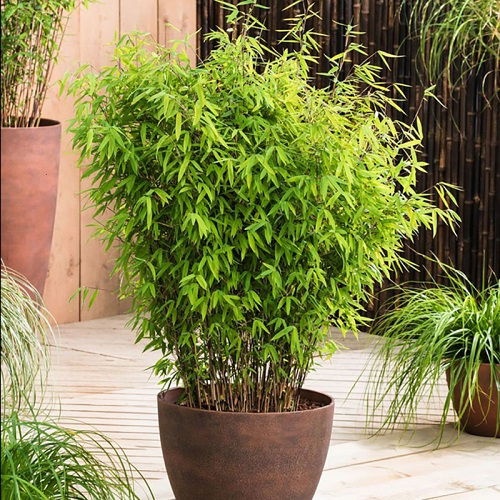 Bamboo Plants to Grow in Gardens and Containers