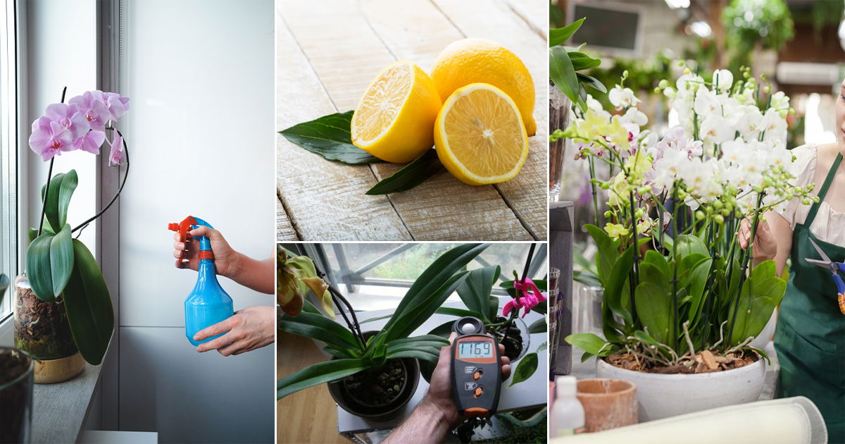 Use Lemon Juice for Orchids & These 7 Miracles will Happen