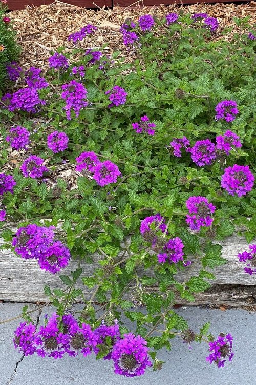 Fragrant Purple Flowers 19